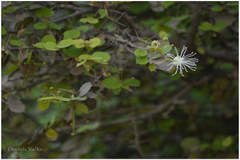 Capparis rotundifolia